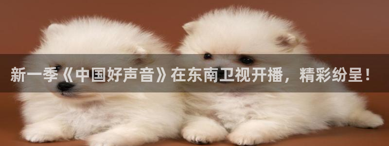 178足球直播间：新一季《中国好声音》在东南卫视开播，精彩纷呈！